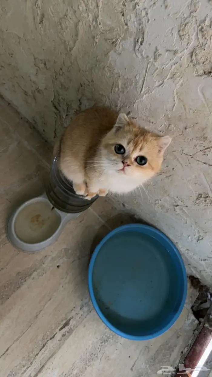 ذكور سكوتش فولد   ستريت 0
