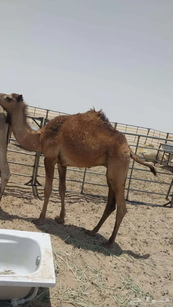 قعود مفرود مقفل شحم و لحم 4