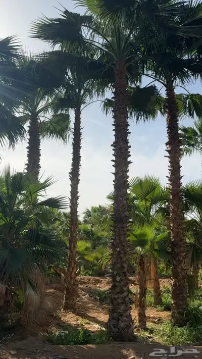 نخل واشنطن 3