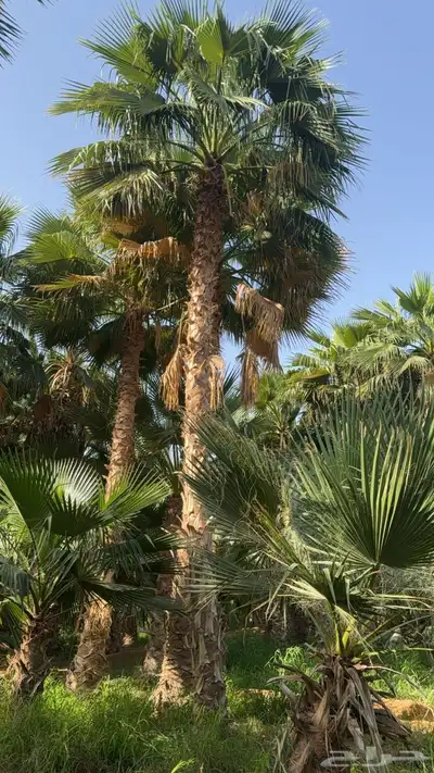 نخل واشنطن 1