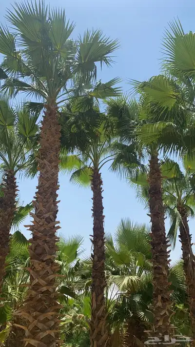 نخل واشنطن 0
