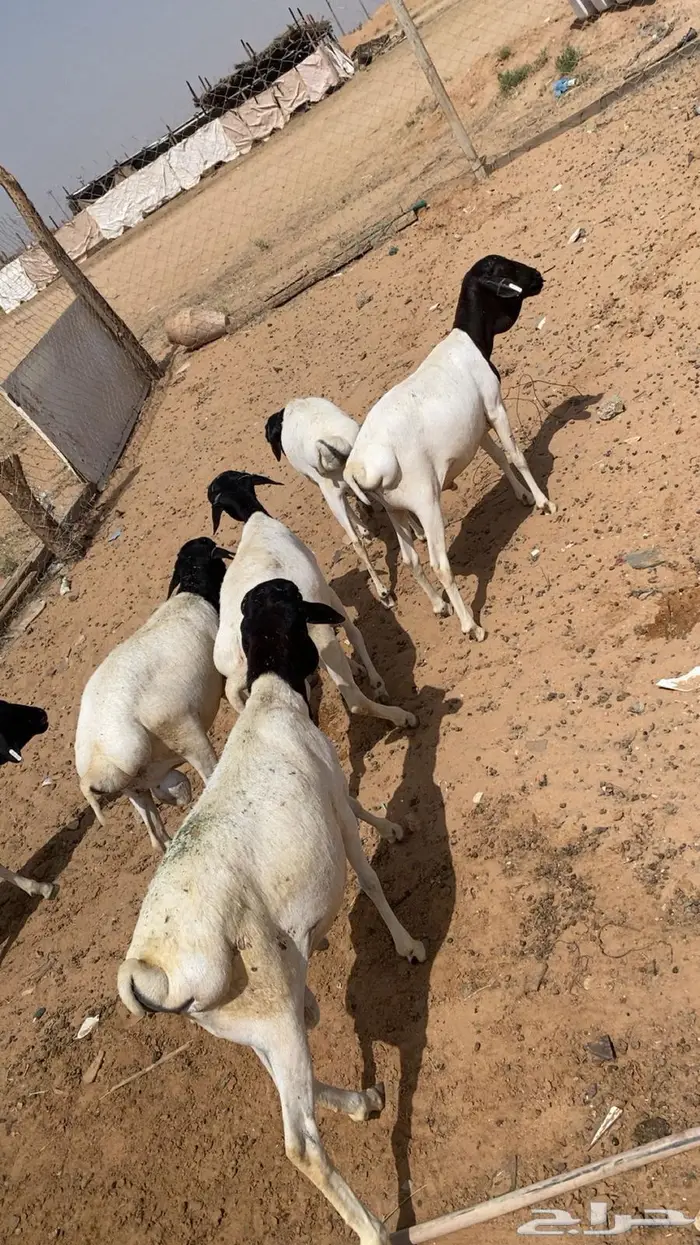 بربري للبيع يضحين جدعان وتنيان 0