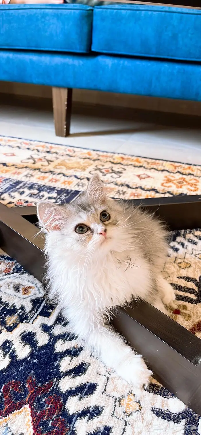 قط بيرشن هاف بيكي فيس 0