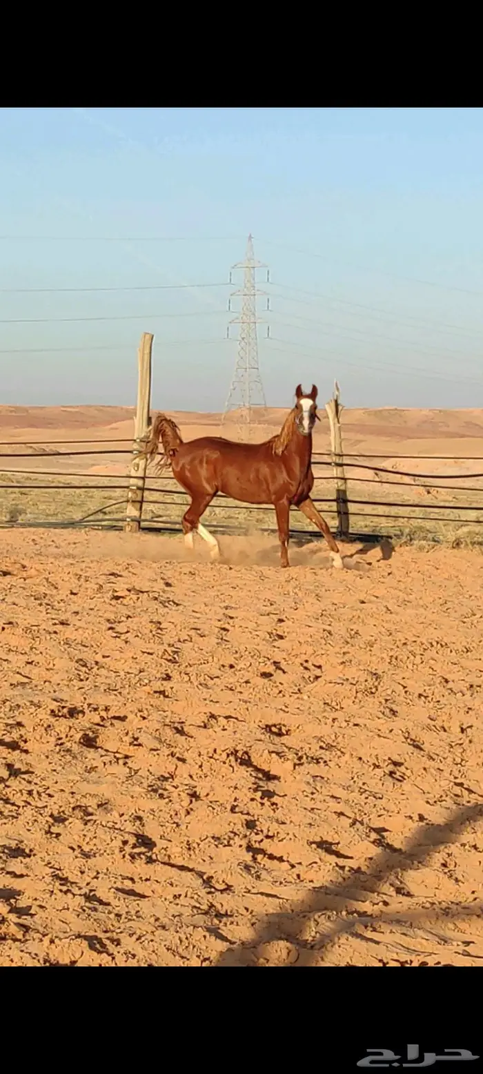 للبيع أو للبدل بناقة خلفة ولا لقحة 0