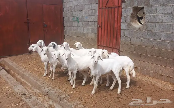 10 رخال من غنم شهران صنف ...انباعت 3