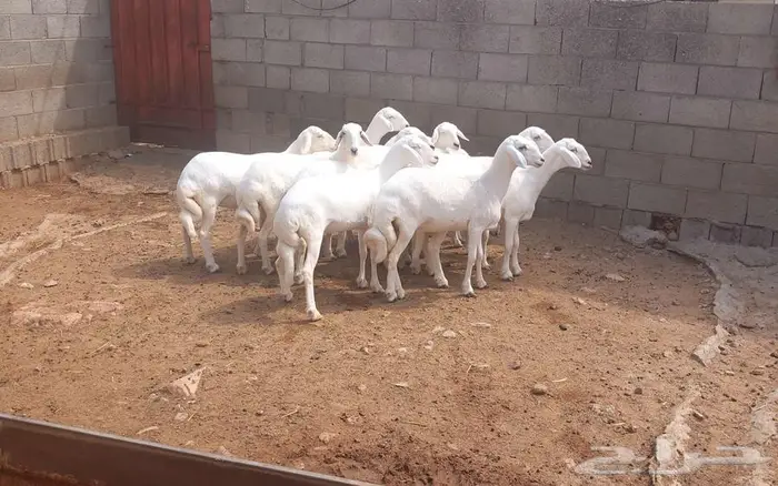 10 رخال من غنم شهران صنف ...انباعت 1