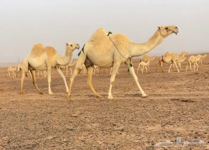 عشرا وضحا كفو عليانية وسر وعظم وتحتها قعود طيب 0