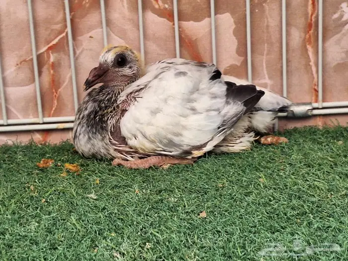 جوز زاجل قرزل معه فرخ 3