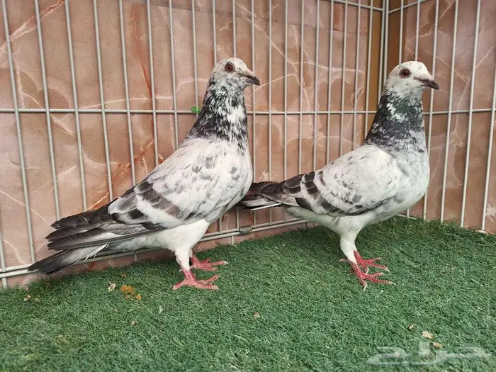 جوز زاجل قرزل معه فرخ 2