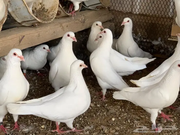 للبيع حمام فرنسي ابيض مفروز 4