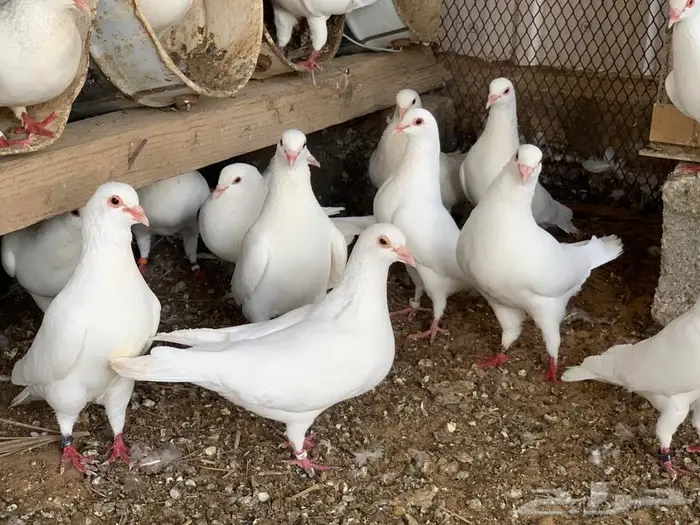 للبيع حمام فرنسي ابيض مفروز 11
