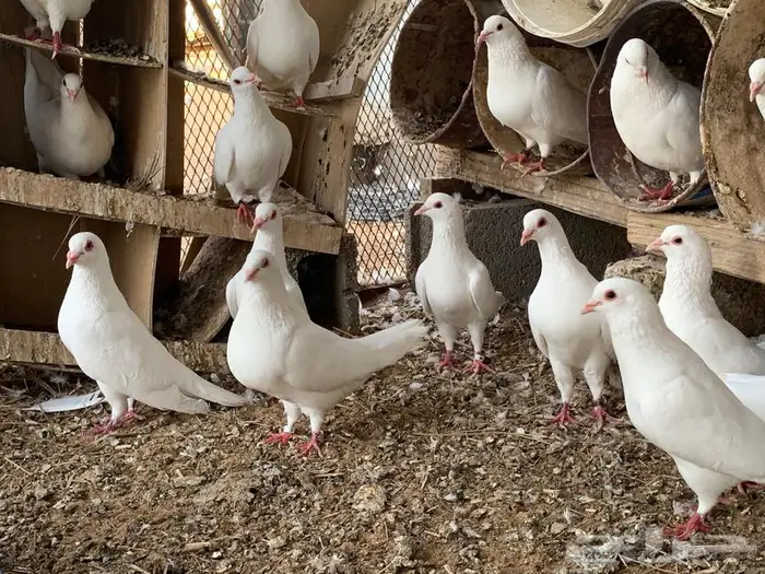 للبيع حمام فرنسي ابيض مفروز 8