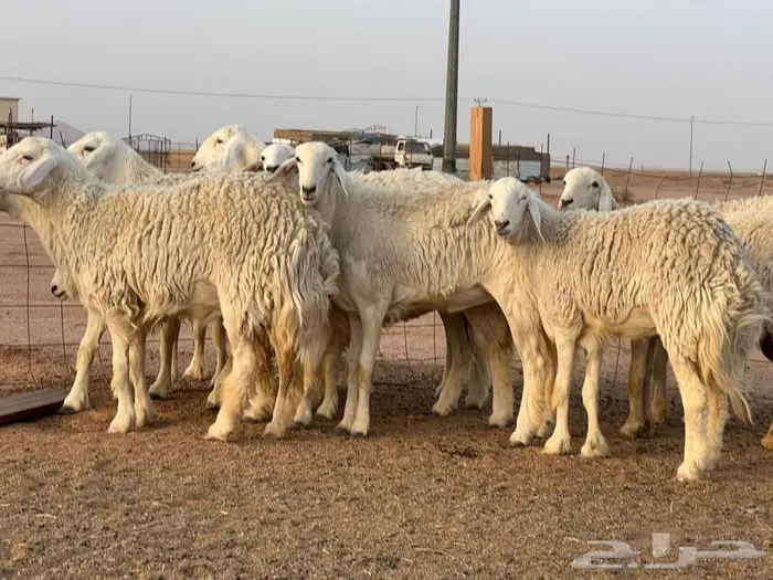 مراح رخال حرش ( تم البيع خارج الموقع ) 0