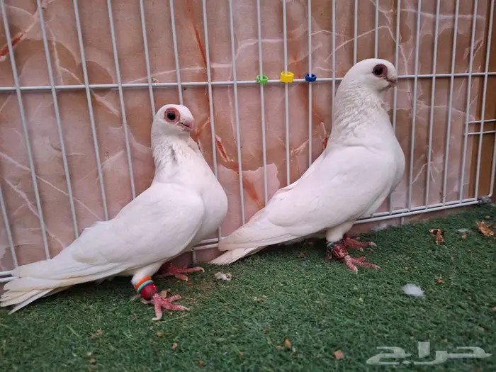 جوز بولندي أبيض جفون حمر معه فرخ 1