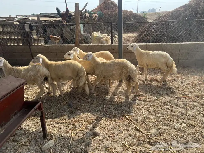 طليان للبيع ( تم البيع ) 2