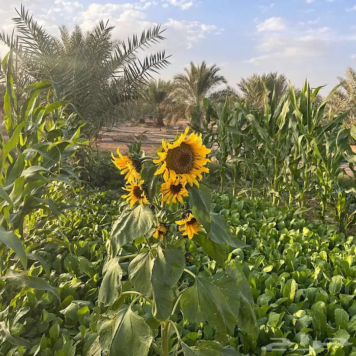 منتجع ريفي للايجار اليومي شمال الرياض 0