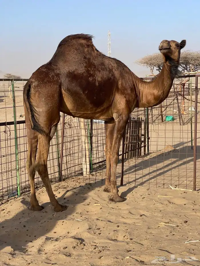 للبيع ناقه حايل 1