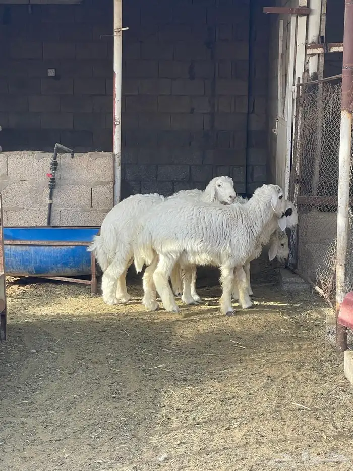 للبيع حري أضاحي 1