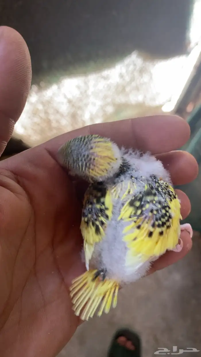 فرخ بادجي هولندي 3