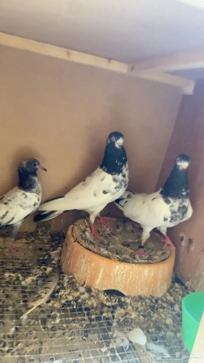 حمام باكستاني 2