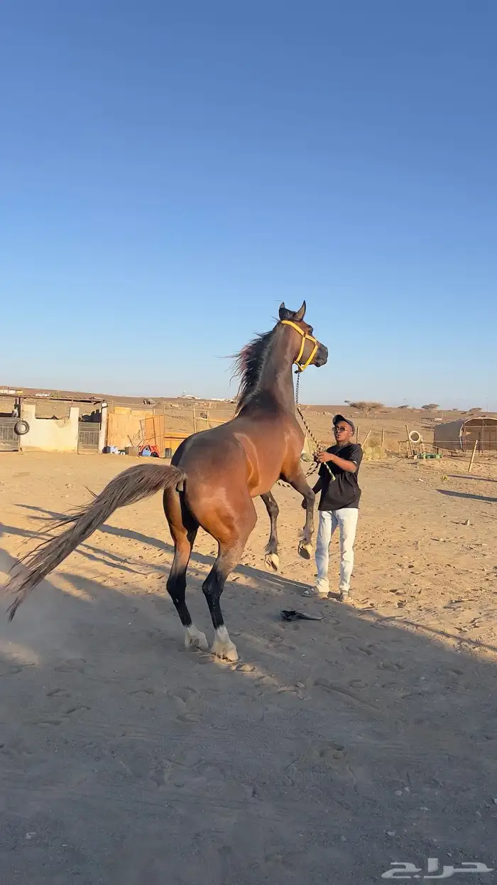 حصان شعبي عربي سرعه 3