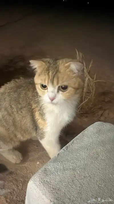 لتبني قطه مع عيالها 2 ذكور وحده أنثى 0