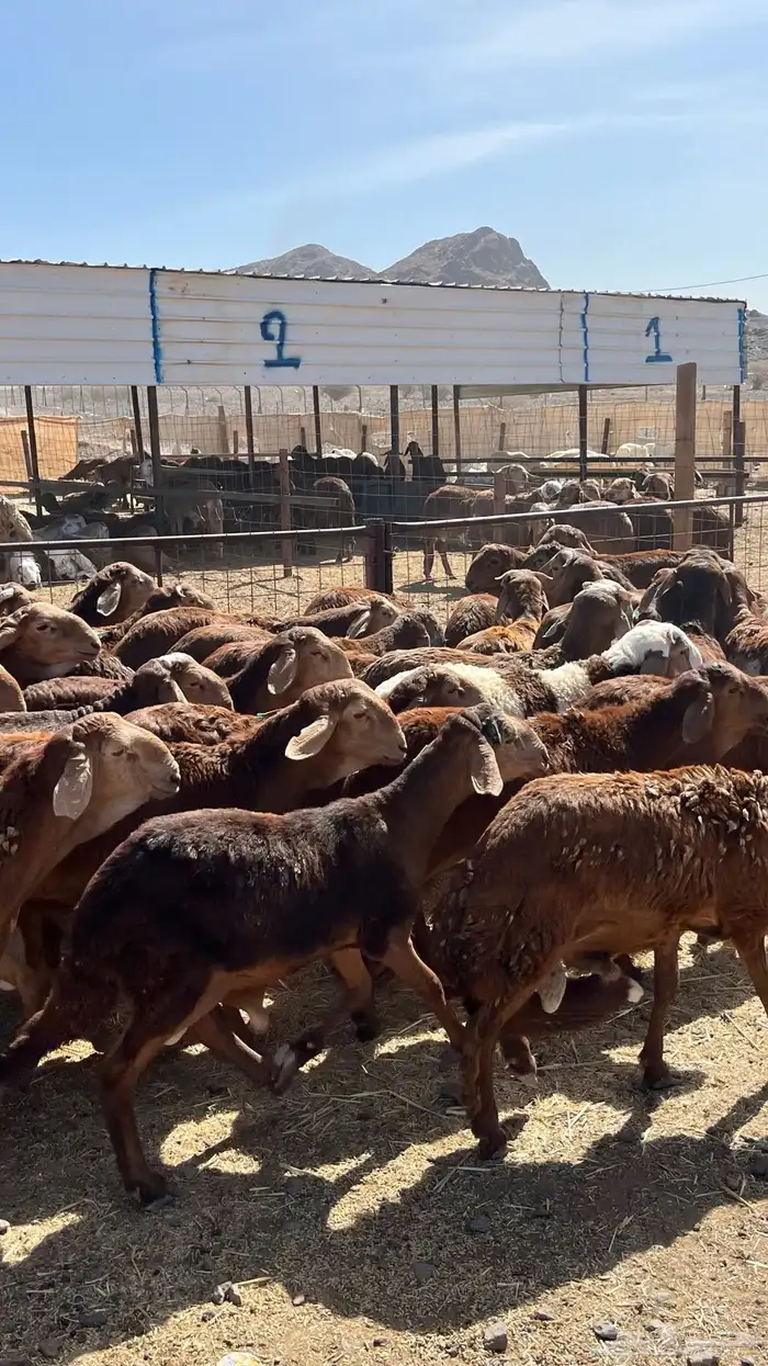 طليان سواكن حمري فاخر ام روابه مرابى ضحايا 8