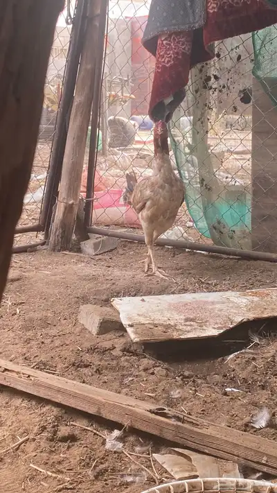 دجاجه سندي مستورده 1