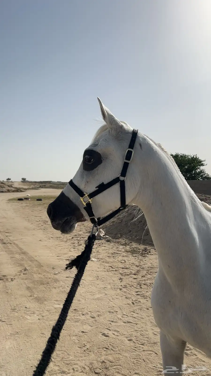 فرس واهو للبيع 0