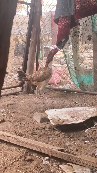 دجاجه سندي مستورده 0