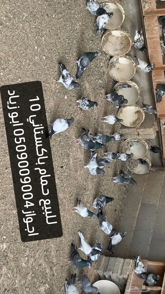 حمام باكستاني مطير 0