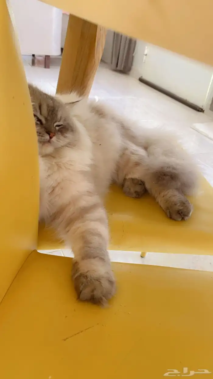 قط ضايع خرج و مارجع 5