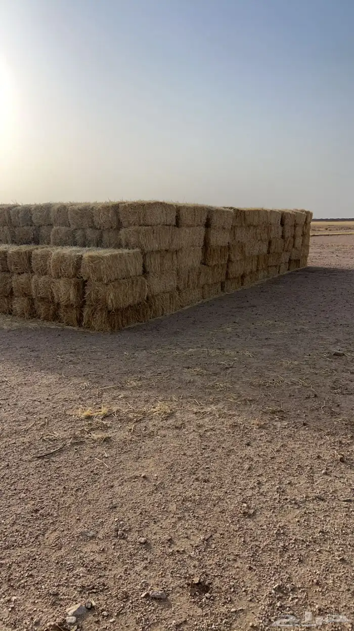 عيش معيا و تبن صافي 3