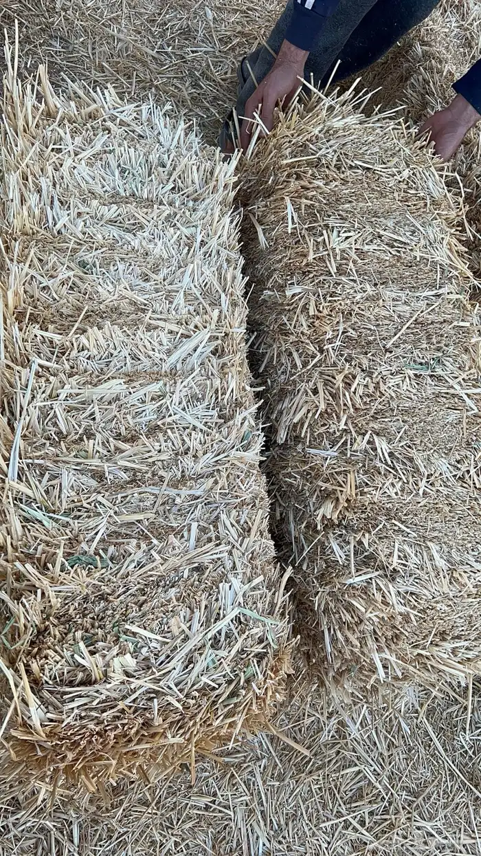 تبن قمح 3