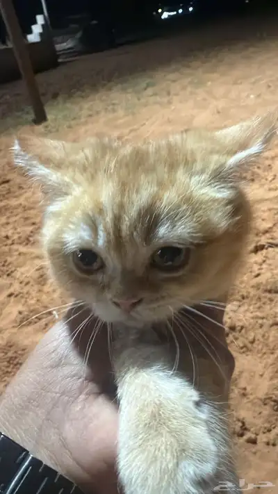 لتبني قطه مع عيالها 2 ذكور وحده أنثى 2