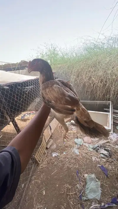دجاجه سندي مستورده 2