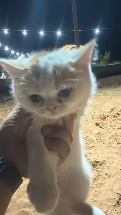 لتبني قطه مع عيالها 2 ذكور وحده أنثى 3