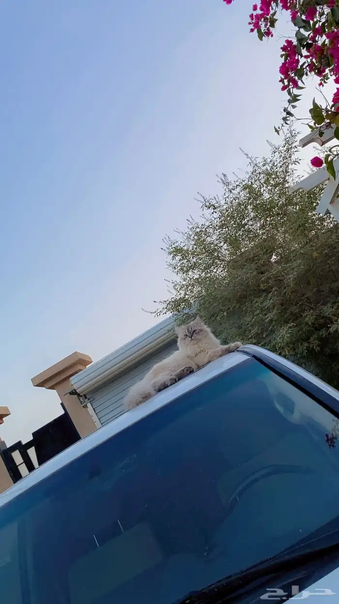 قط ضايع خرج و مارجع 1