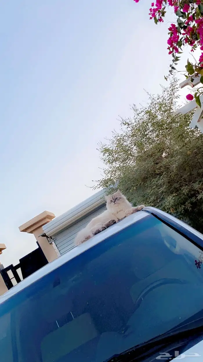قط ضايع خرج و مارجع 2