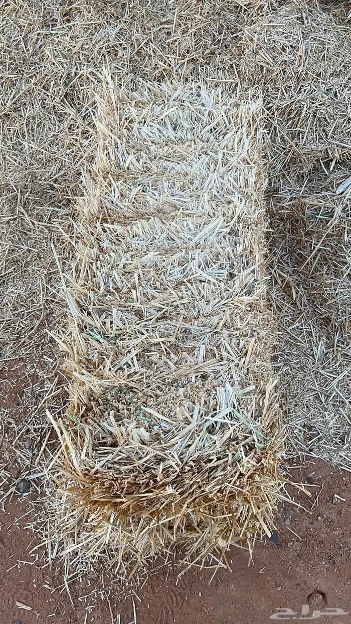 تبن قمح 2