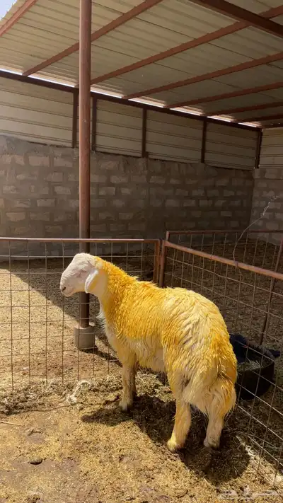 مشروع حري صنف تممم البيع 0