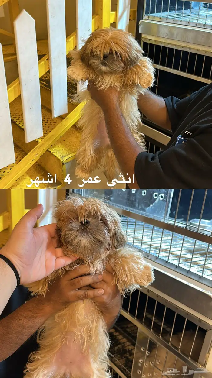 كلاب شيتزو مسوى جميل 1