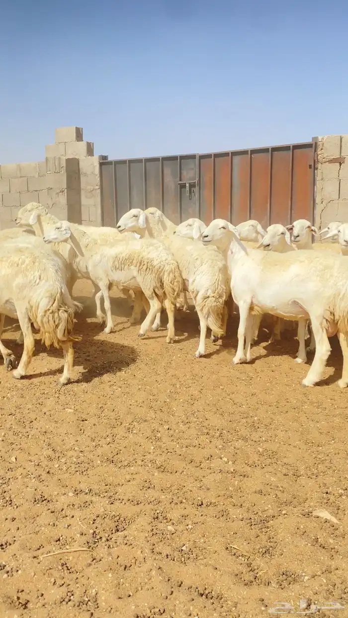 غنم حريات حرش مراح 76 بالفحل دفيع( تم البيع ) 1