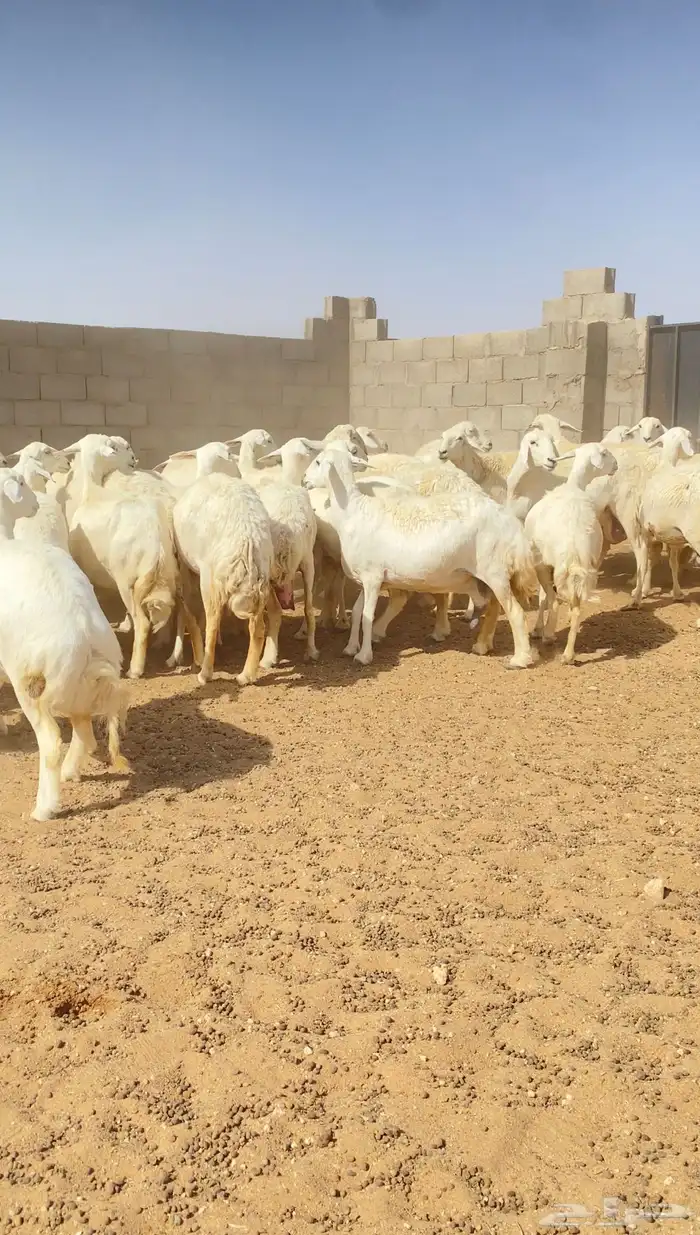 غنم حريات حرش مراح 76 بالفحل دفيع( تم البيع ) 7