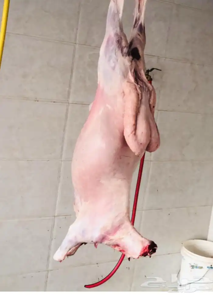 سلخ العايد للحجز اتواصل عع ارقم 0