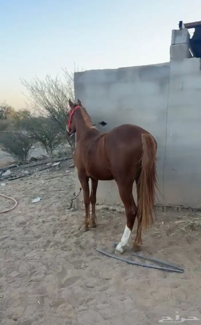 مهره للبيع ا 1