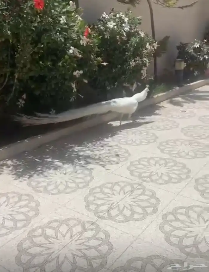 جوز طاؤوس ابيض 0