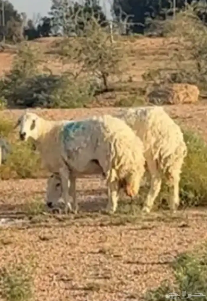 ضأن حيل اضاحي 0