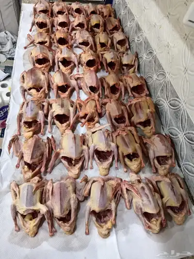 زغاليل مذبوحة وجاهزة 7