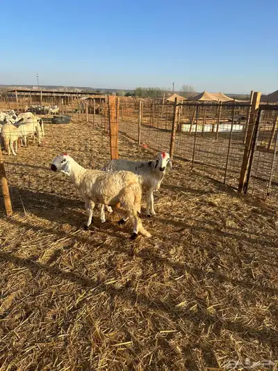 ذبايح سواكني للبيع الموقع المزرعه 3